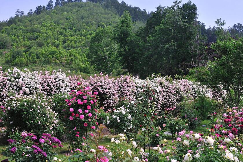 ネットでオープンガーデン 京北バラ園 六ヶ畔 花簾庭 後編 京北バラ園の見どころ 風景 をつくるガーデニング術