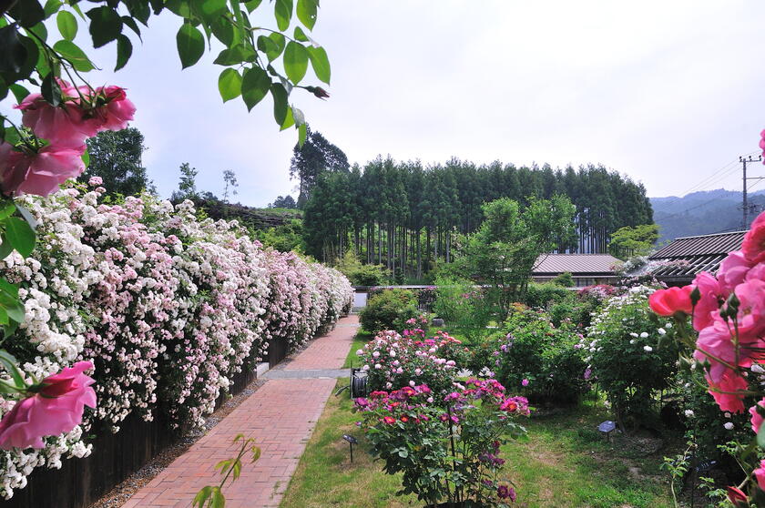 DSC_4622.jpg
