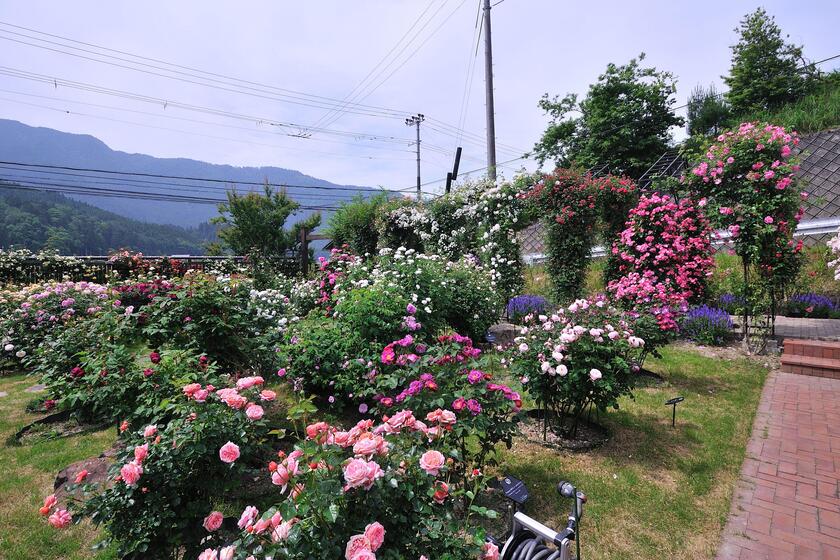 DSC_4677.jpg