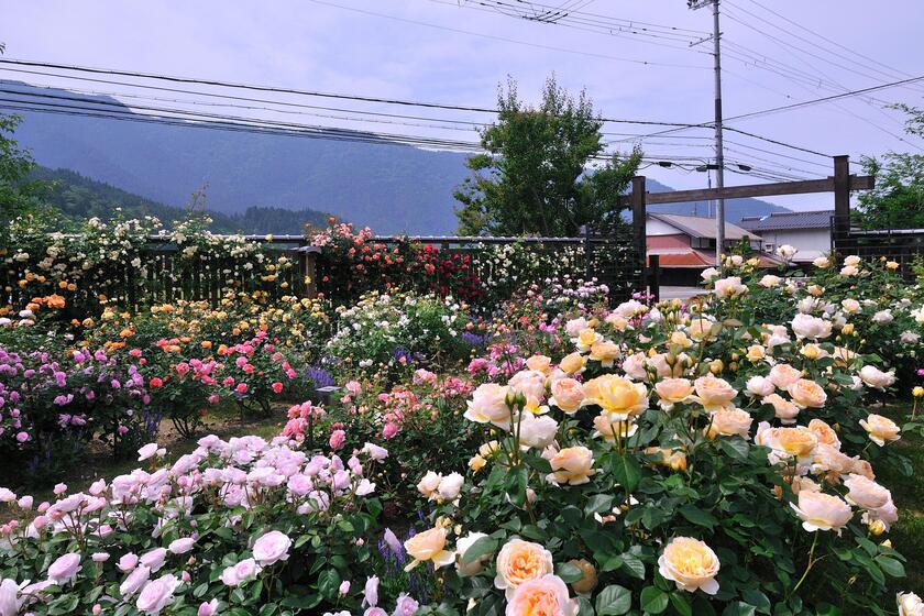 DSC_4685.jpg