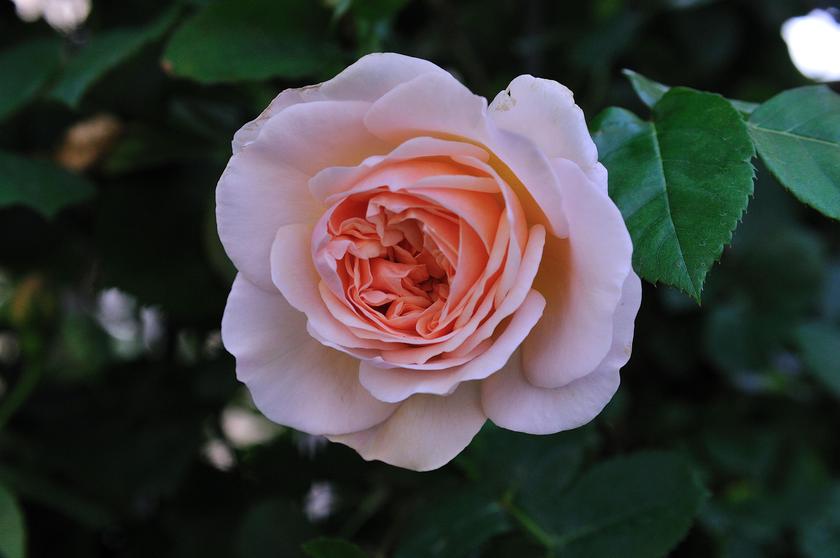 今年21年 我が家のバラ庭で咲いたお気に入りのバラ紹介 風景 をつくるガーデニング術