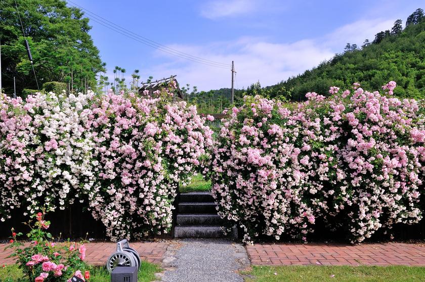 DSC_7565.jpg