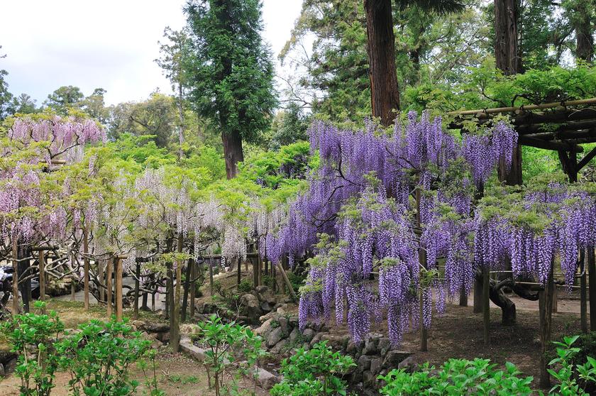 フジがつくる美しき風景 後編 奈良春日大社神苑 萬葉植物園のフジ 風景 をつくるガーデニング術