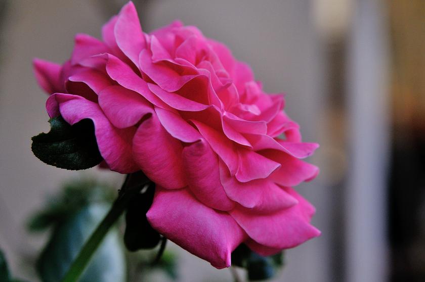 DSC_6814.jpg