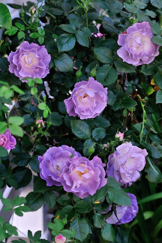 DSC_6511.jpg