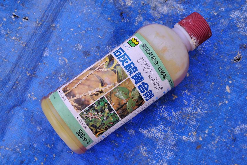 バラに石灰硫黄合剤による高濃度消毒を実施 - 「風景」をつくるガーデニング術