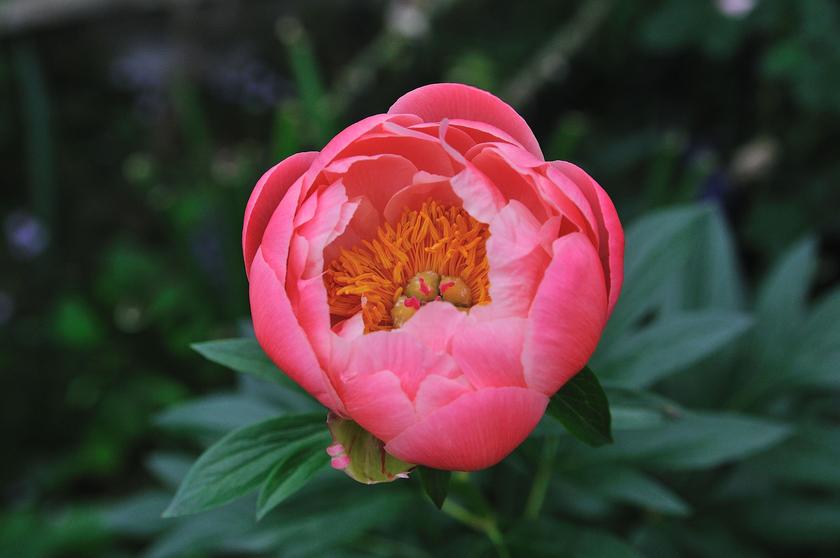 DSC_2211.jpg