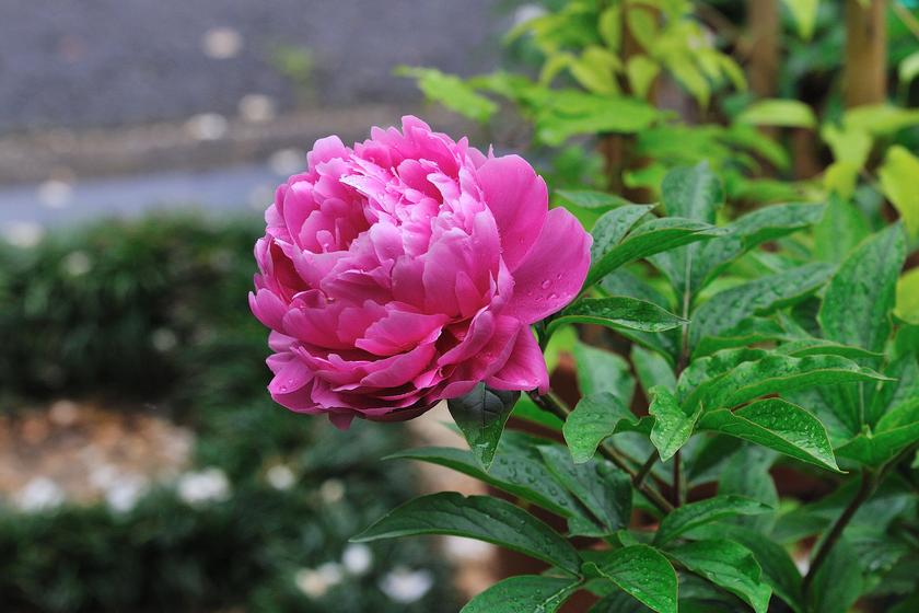 DSC_2961.jpg