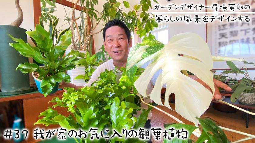 #37我が家のお気に入りの観葉植物.jpg