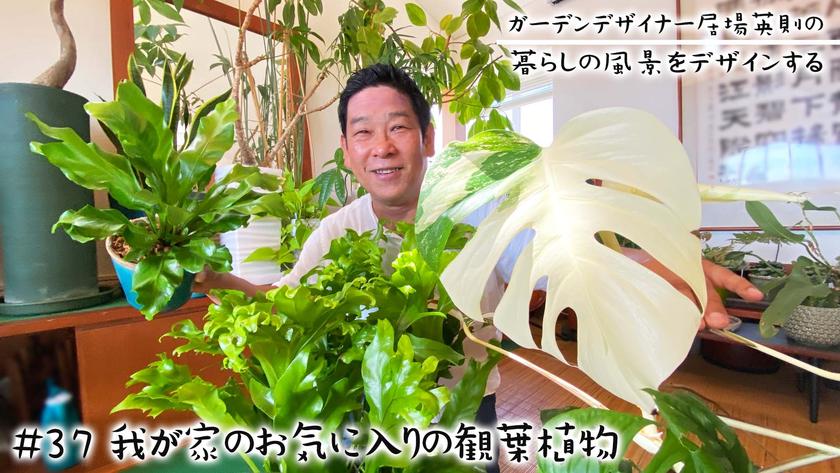 #37我が家のお気に入りの観葉植物.jpg