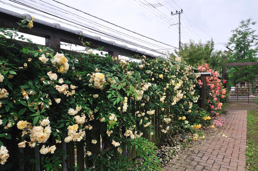 ネットでオープンガーデン2024「京北・香りの里／六ヶ畔・花簾庭