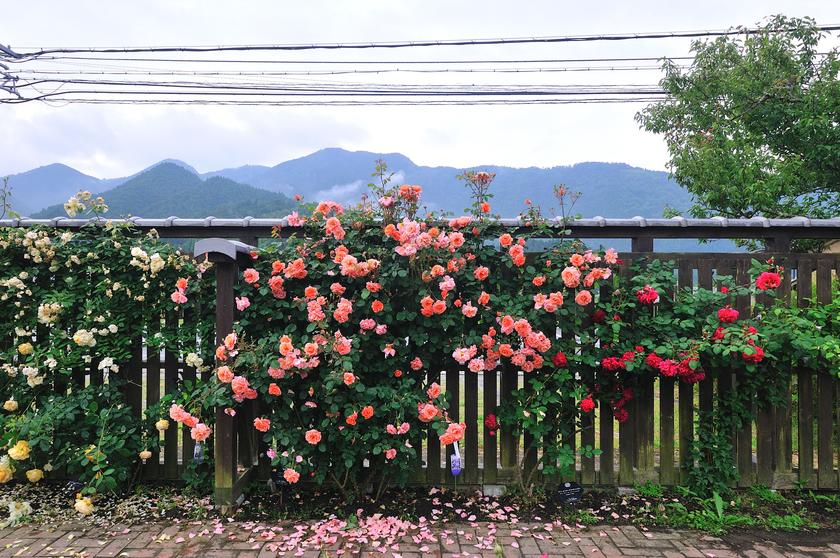 ネットでオープンガーデン2024「京北・香りの里／六ヶ畔・花簾庭