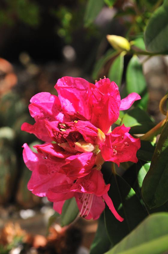 DSC_0930.jpg