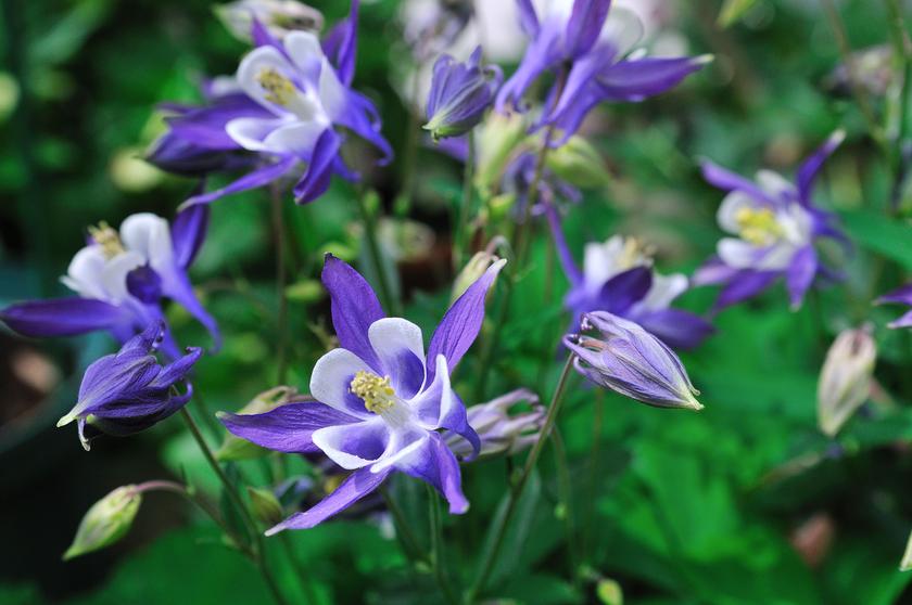 DSC_2104.jpg