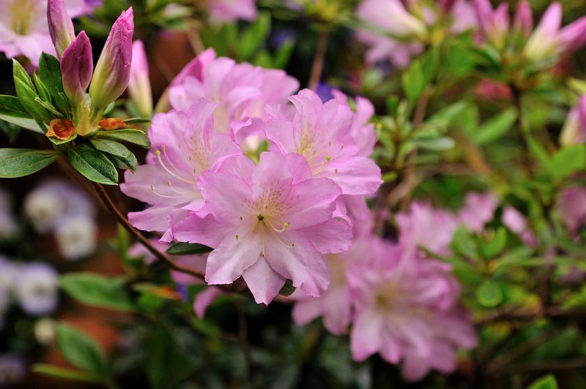DSC_2115.jpg