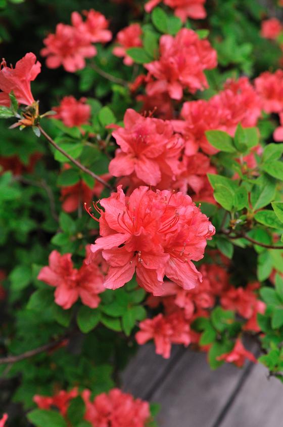 DSC_2121.jpg