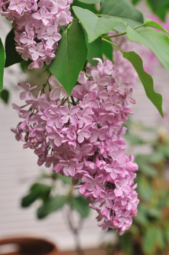 DSC_2124.jpg