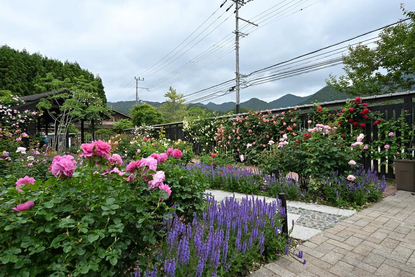 DSC_0324.JPG