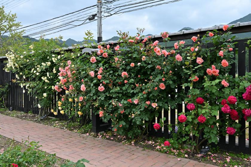 DSC_0326.JPG