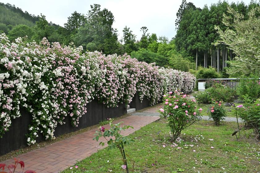 DSC_0333.JPG
