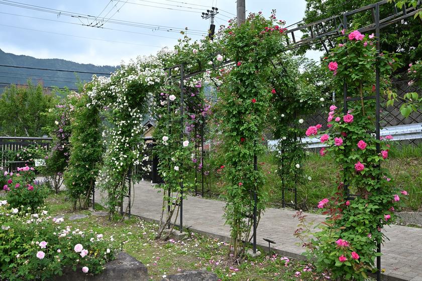 DSC_0338.JPG