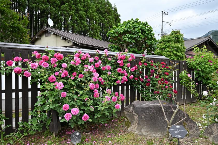 DSC_0345.JPG