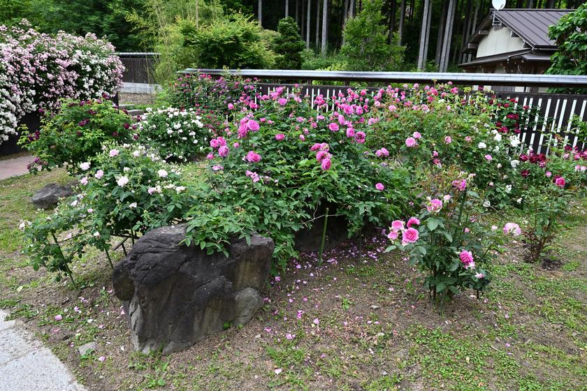 DSC_0349.JPG