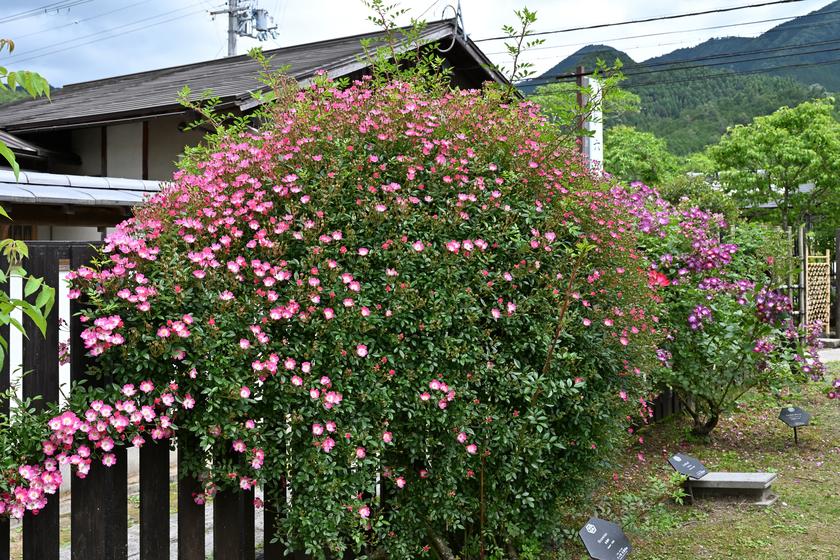 DSC_0641.JPG