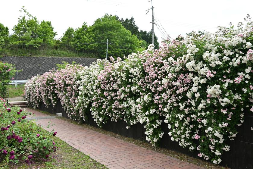 DSC_0308.JPG