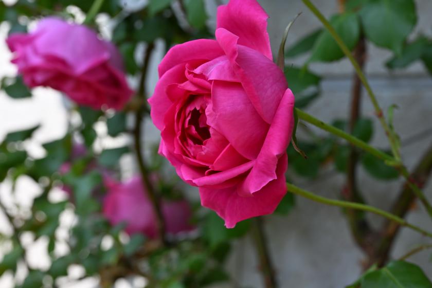 DSC_6190.JPG