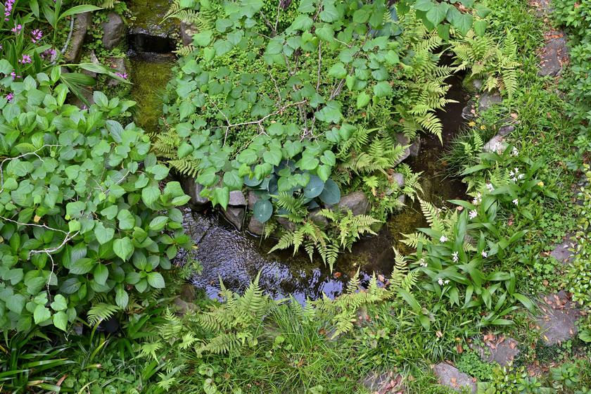 DSC_6254.JPG