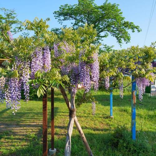 グリーンサポート会、近所の公園のフジの開花2025
