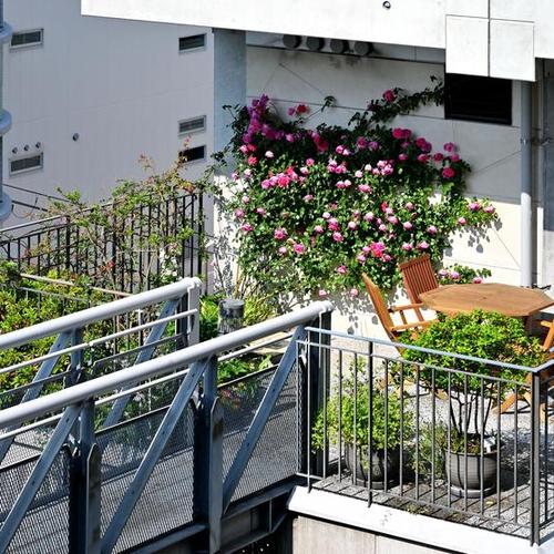 実験集合住宅・NEXT21、つるバラの咲く風景