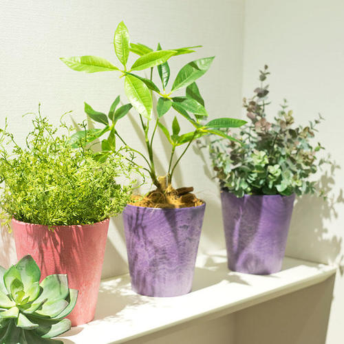 リアルグリーンのように　〜植えて楽しむ編〜