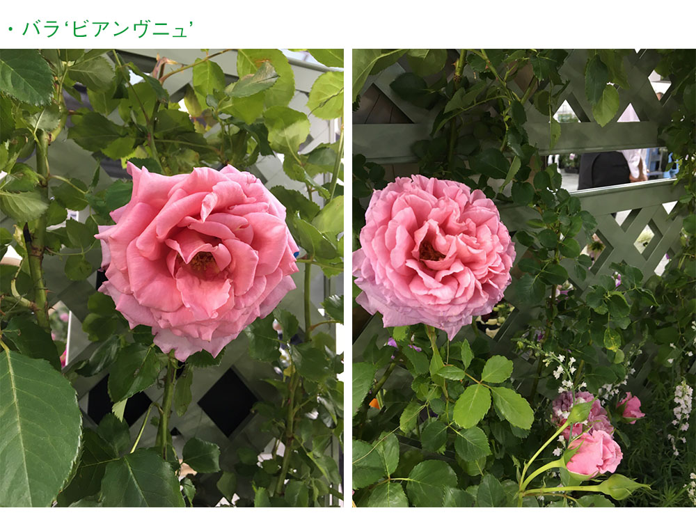 flower06.jpg