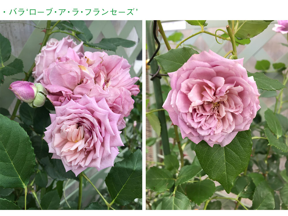 flower10.jpg