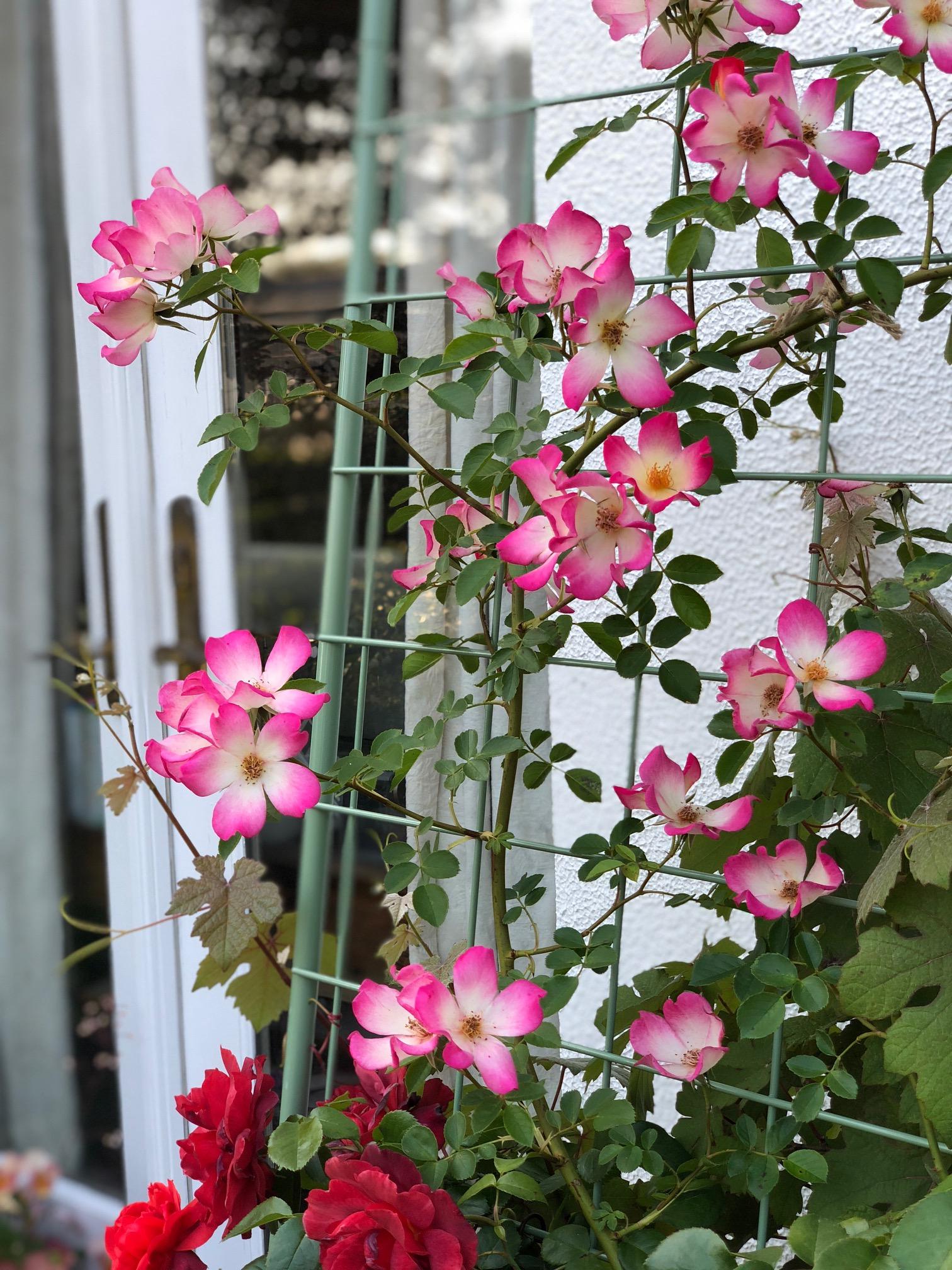 けなげ というほかない 我が家のバラ 吉谷桂子のガーデンダイアリー 花と緑と豊かに暮らすガーデニング手帖