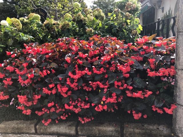 猛暑と台風にも負けなかった夏越しの植物 吉谷桂子のガーデンダイアリー 花と緑と豊かに暮らすガーデニング手帖