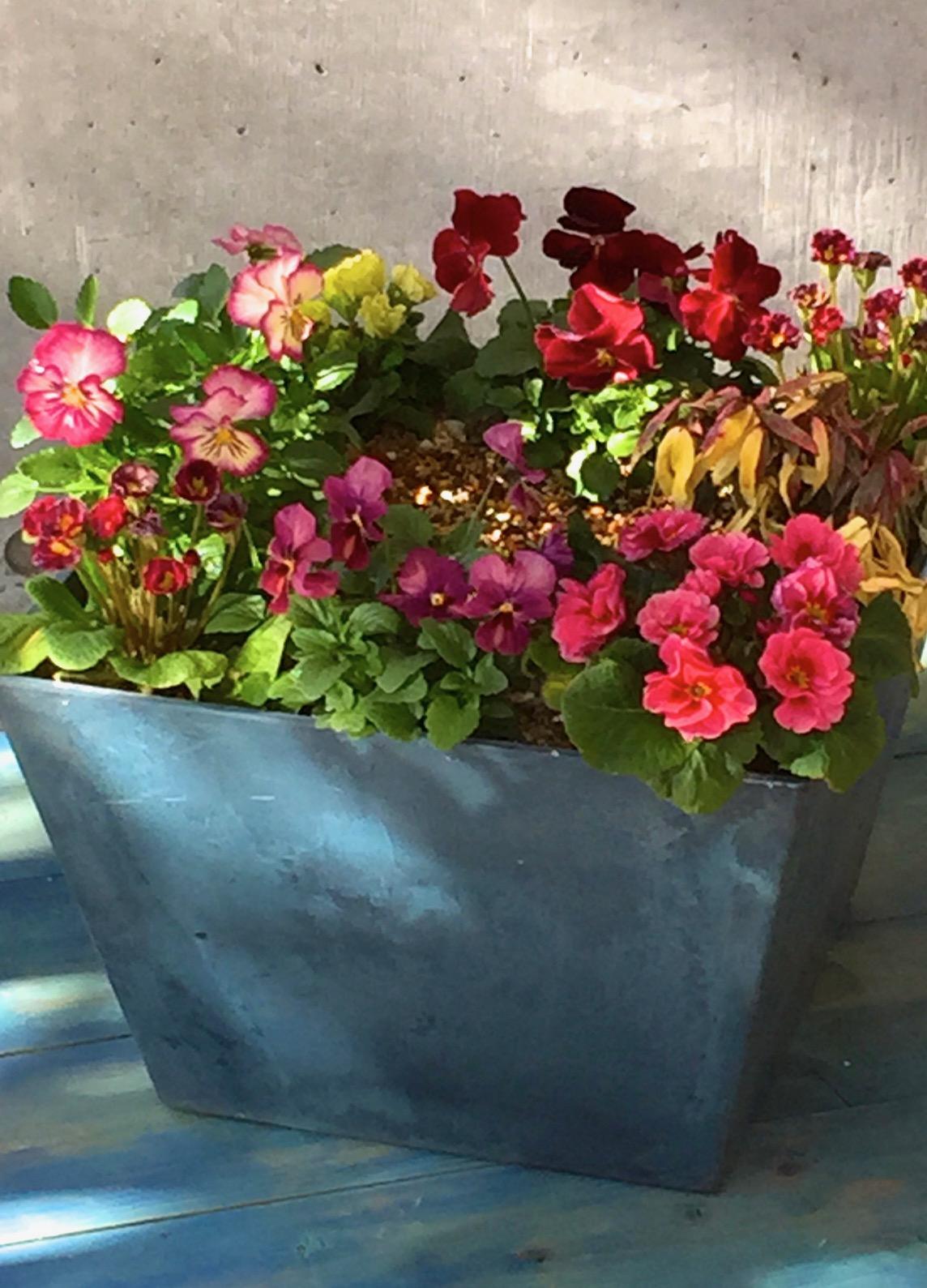 12月までに作る寄せ植え 吉谷桂子のガーデンダイアリー 花と緑と豊かに暮らすガーデニング手帖