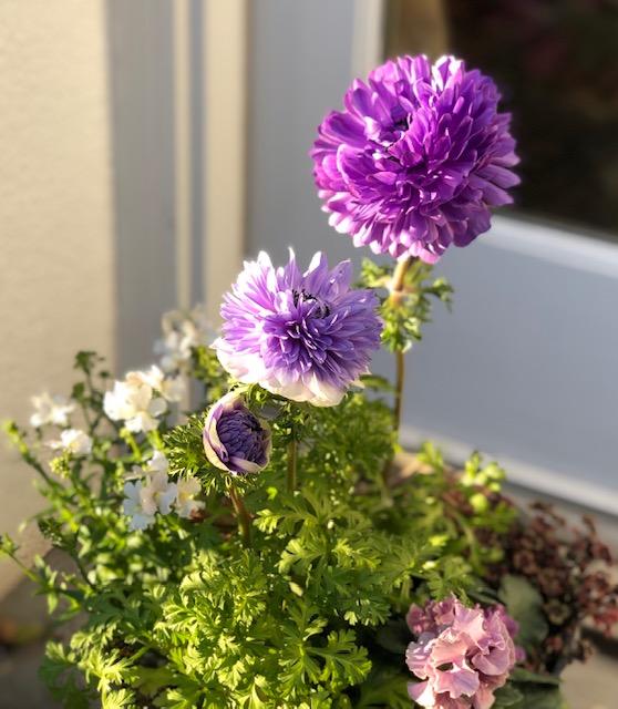 これから4月頃までの寄せ植え 吉谷桂子のガーデンダイアリー 花と緑と豊かに暮らすガーデニング手帖