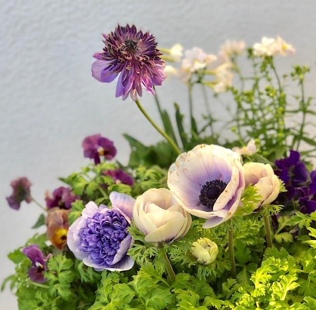 1月ですが春の準備が始まって 吉谷桂子のガーデンダイアリー 花と緑と豊かに暮らすガーデニング手帖