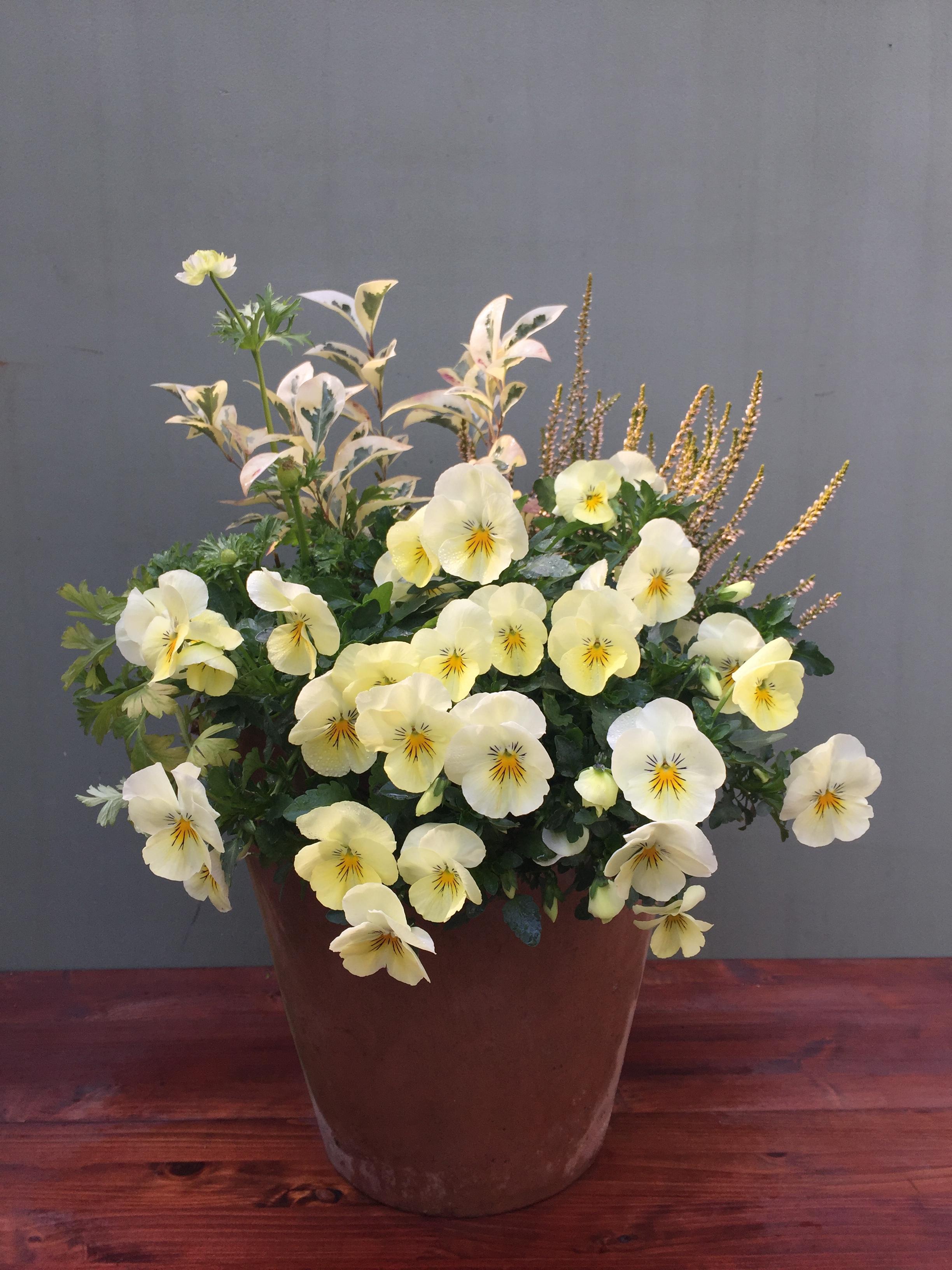 秋に作った寄せ植え3月には 吉谷桂子のガーデンダイアリー 花と緑と豊かに暮らすガーデニング手帖