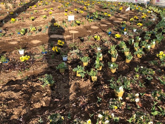 安曇野三郷公園の3月の植栽工事 吉谷桂子のガーデンダイアリー 花と緑と豊かに暮らすガーデニング手帖