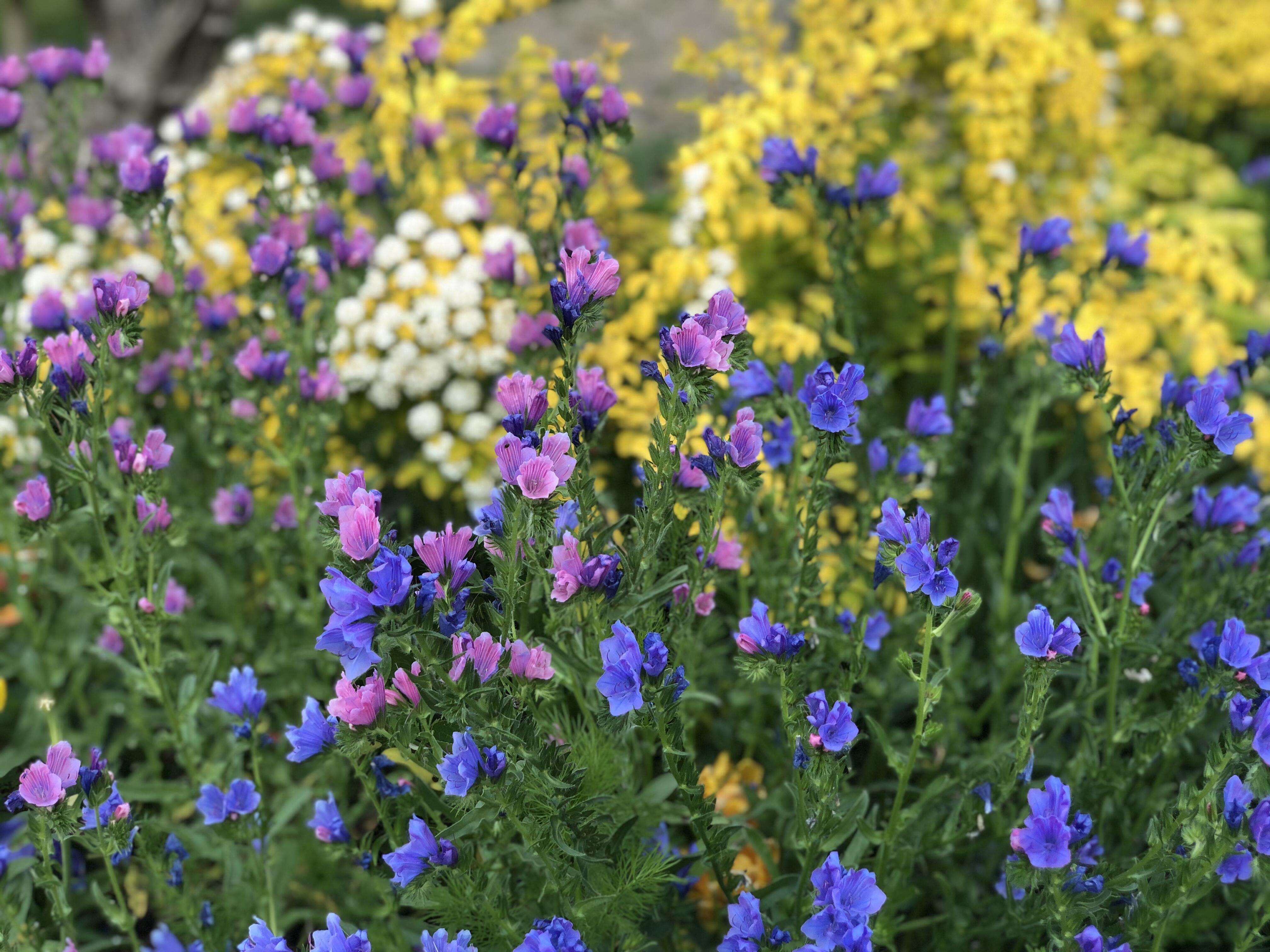 はままつフラワーパーク フジと季節の花が満開 吉谷桂子のガーデンダイアリー 花と緑と豊かに暮らすガーデニング手帖