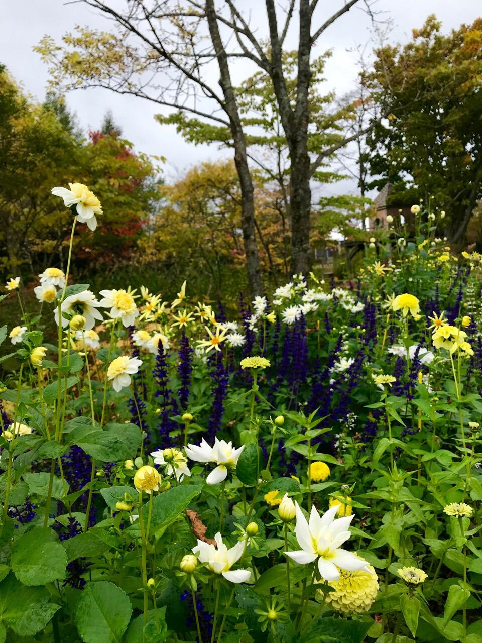 ９月１０月 銀河庭園 ダリアの季節到来 吉谷桂子のガーデンダイアリー 花と緑と豊かに暮らすガーデニング手帖