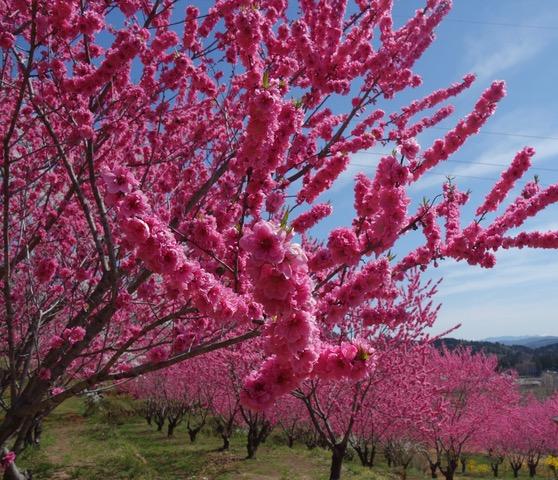 春の光とピンク色 吉谷桂子のガーデンダイアリー 花と緑と豊かに暮らすガーデニング手帖