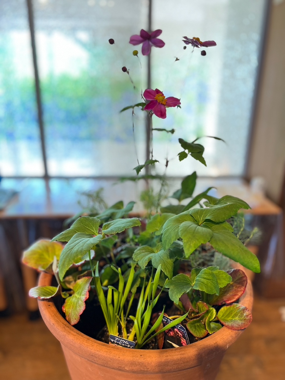 １０月の寄せ植え は.....@名古屋ブルーボネットガーデンにて - 吉谷
