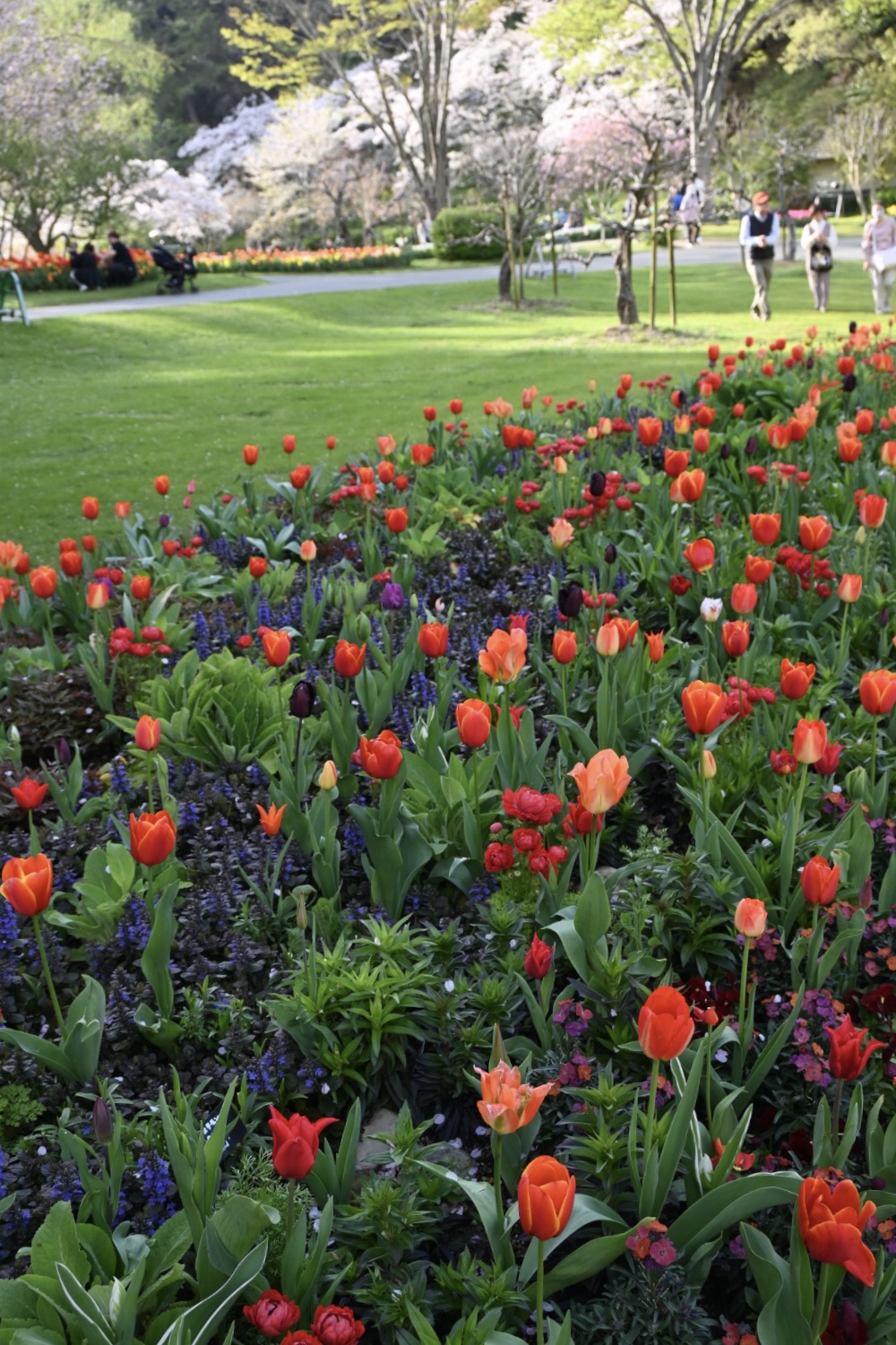 秋の植栽計画 - 吉谷桂子のガーデンダイアリー ～花と緑と豊かに暮らす