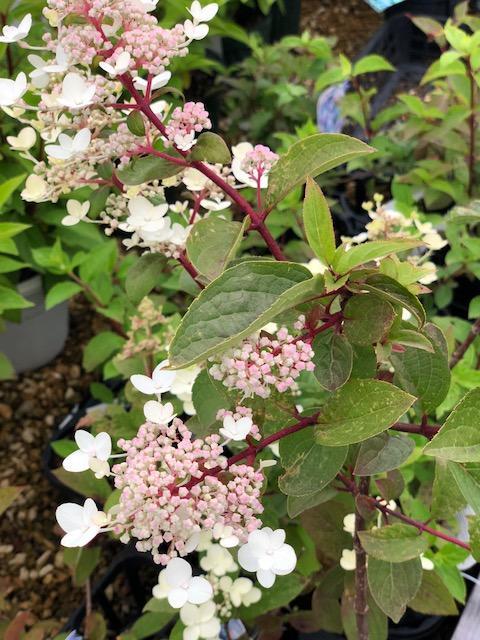 ノリウツギが好き Hydrangea Paniculata 吉谷桂子のガーデンダイアリー 花と緑と豊かに暮らすガーデニング手帖