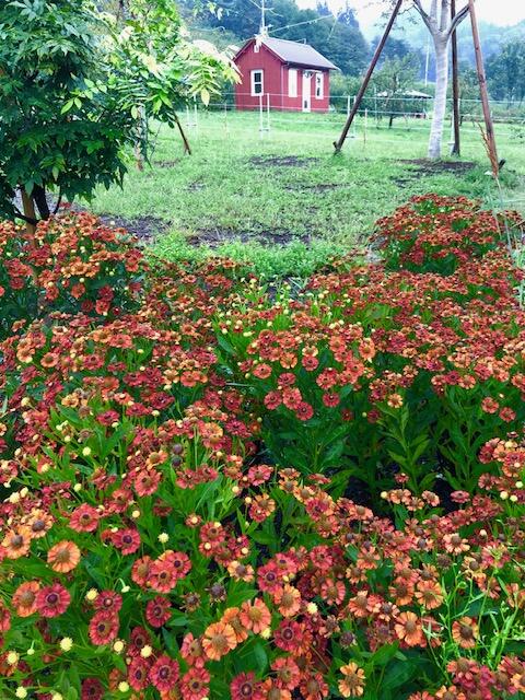 なぜ 今 ナチュラリスティック ガーデン か Why Naturalistic Garden 吉谷桂子のガーデンダイアリー 花と緑と豊かに暮らすガーデニング手帖